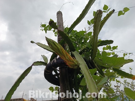 ড্রাগন গাছের কাটিং